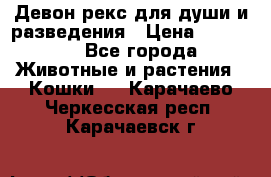 Девон рекс для души и разведения › Цена ­ 20 000 - Все города Животные и растения » Кошки   . Карачаево-Черкесская респ.,Карачаевск г.